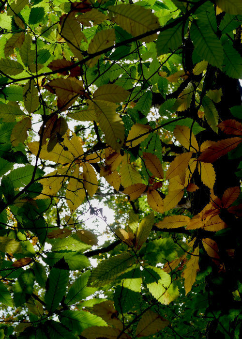 Mozaïque verte