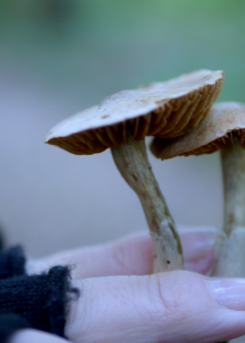 Duo de champignons