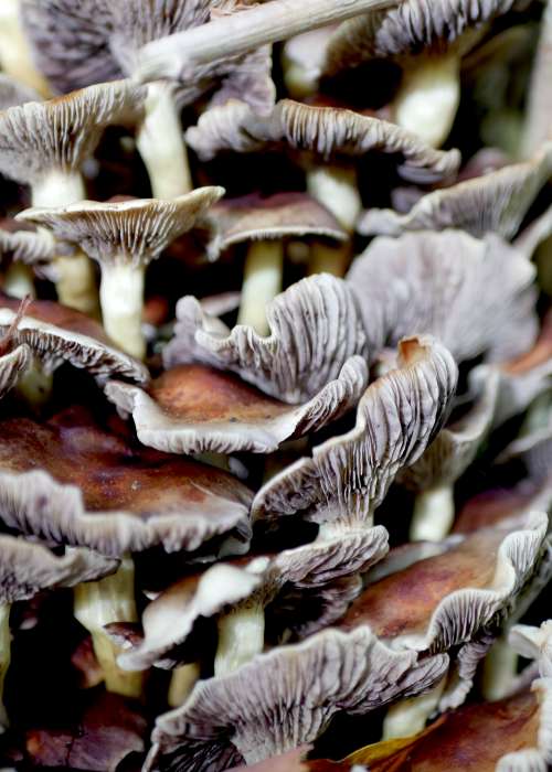 Champignons