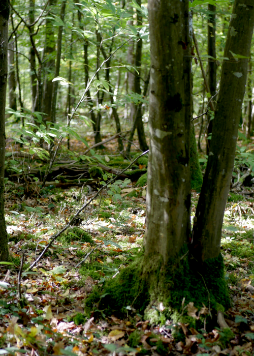 Jeune forêt
