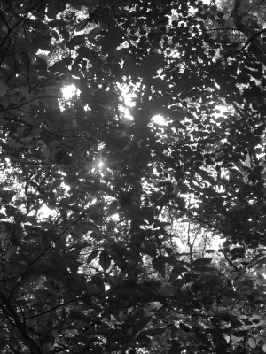 Vert noir et blanc