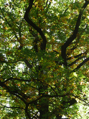 Arbre majestueux