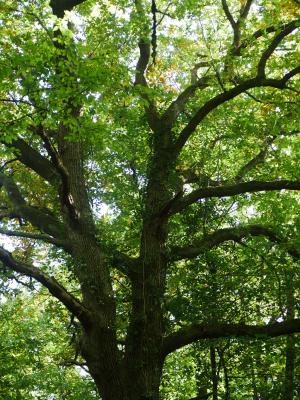 Arbre dédoublé
